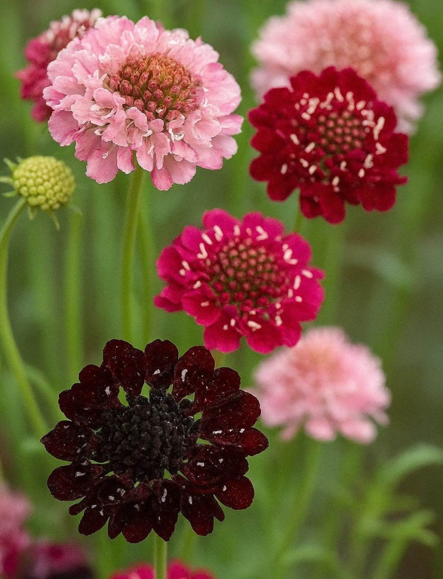 Scabiosa atropurpurea Summer Fruits