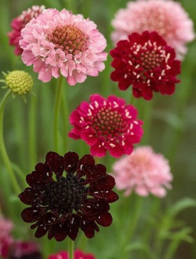 Scabiosa atropurpurea Summer Fruits