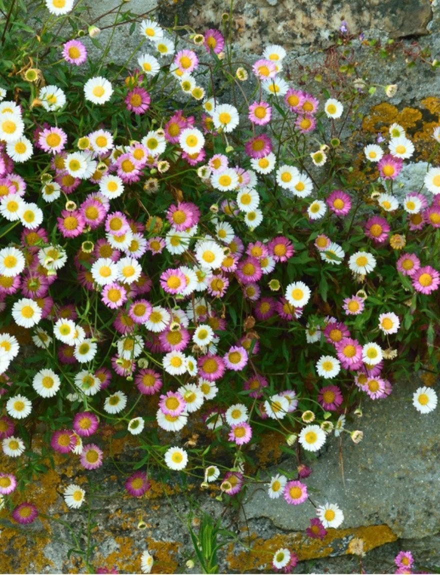 Erigeron karvinskianus