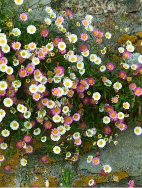Erigeron karvinskianus