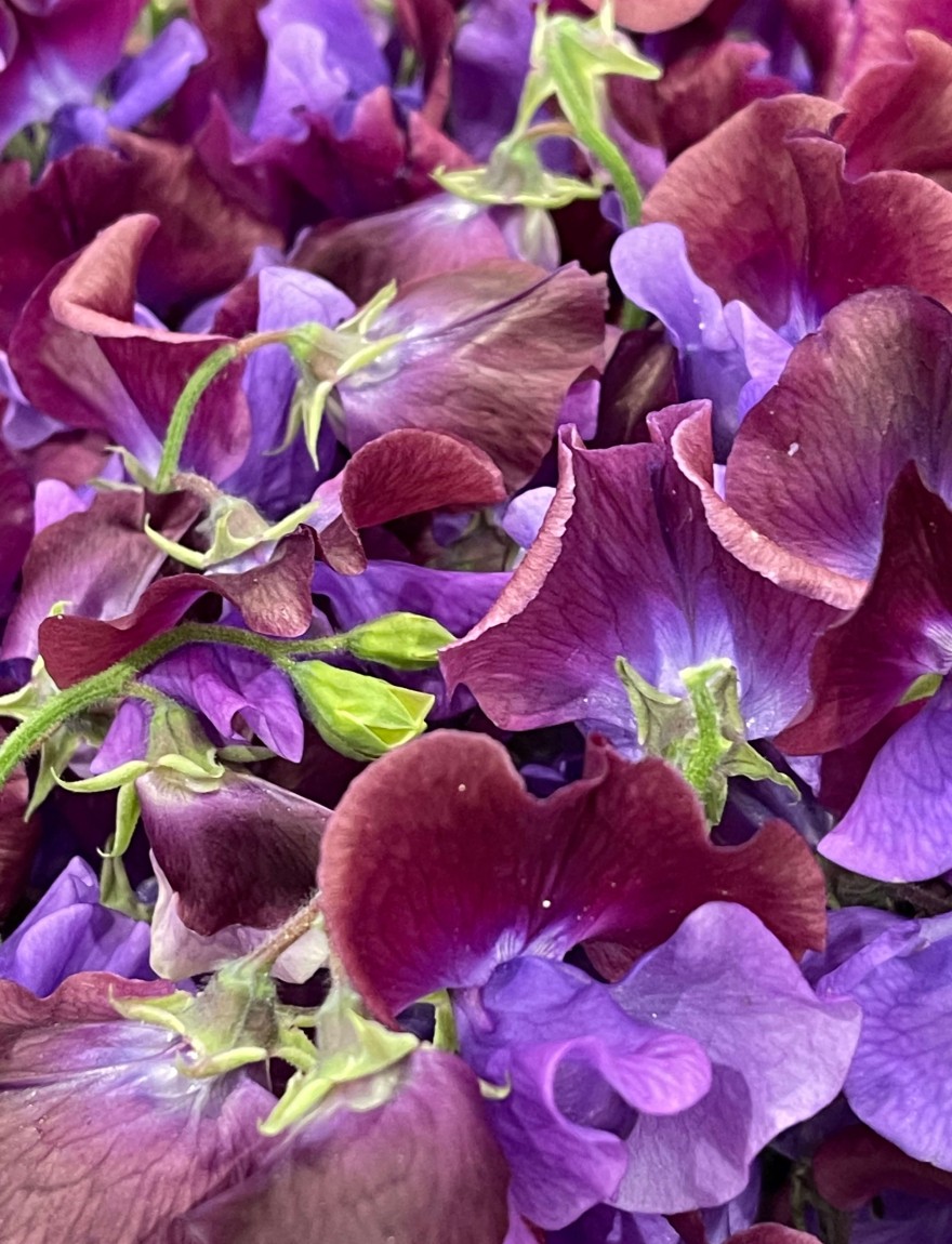 Lathyrus odoratus 'Beaujolais' (bordeaux rood)