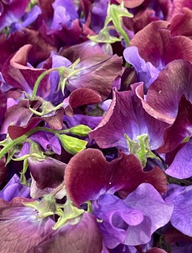 Lathyrus odoratus 'Beaujolais' (bordeaux rood)