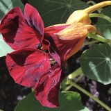 Tropaeolum majus Glorious gleam