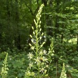Ornithogalum pyrenaicum