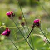 Dianthus carthusianorum