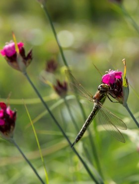 Dianthus carthusianorum