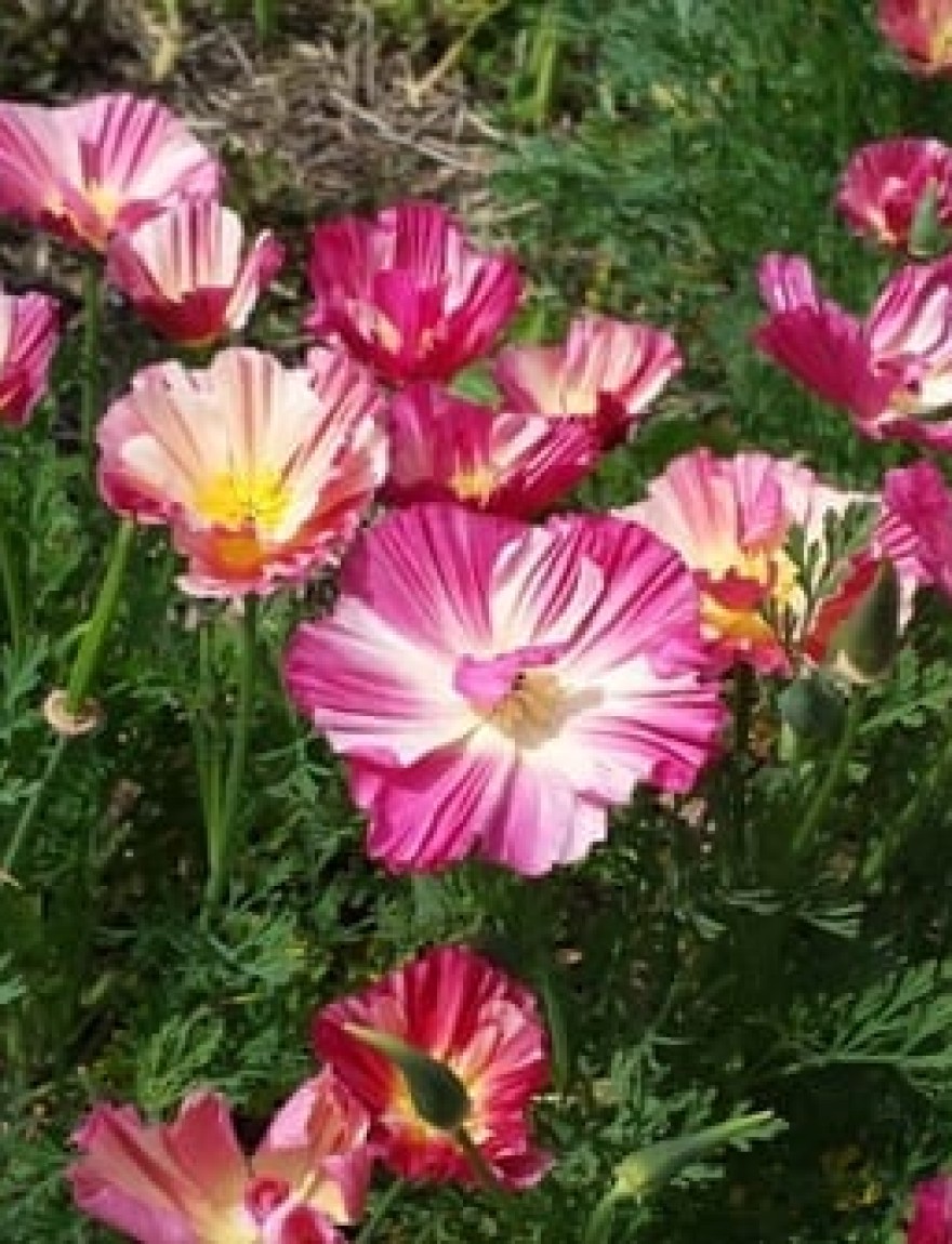 Eschscholzia californica Raspberry Fool