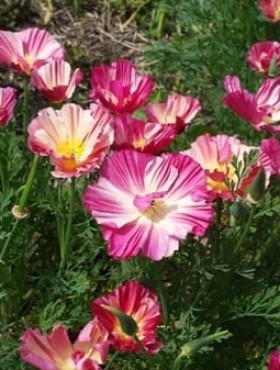 Eschscholzia californica Raspberry Fool