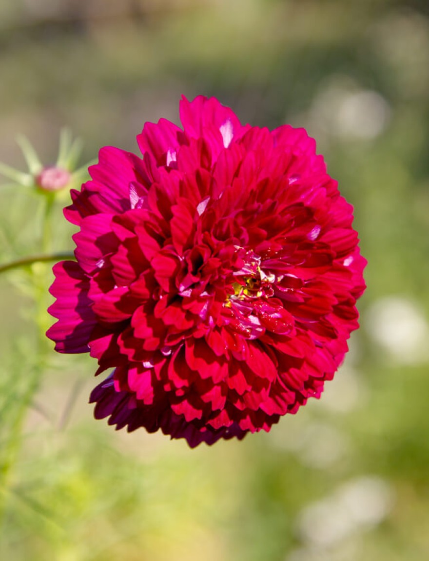 Cosmos Double Click Cranberries