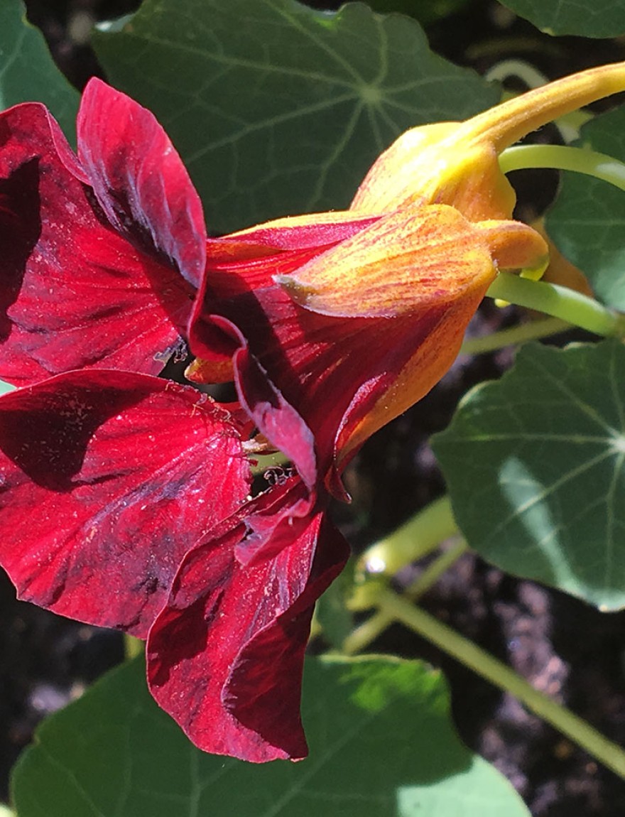 Tropaeolum majus 'Black Velvet'