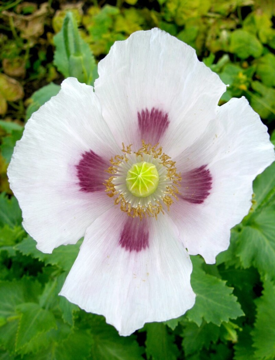 Papaver somniferum Blue Moon