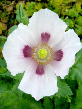 Papaver somniferum Blue Moon