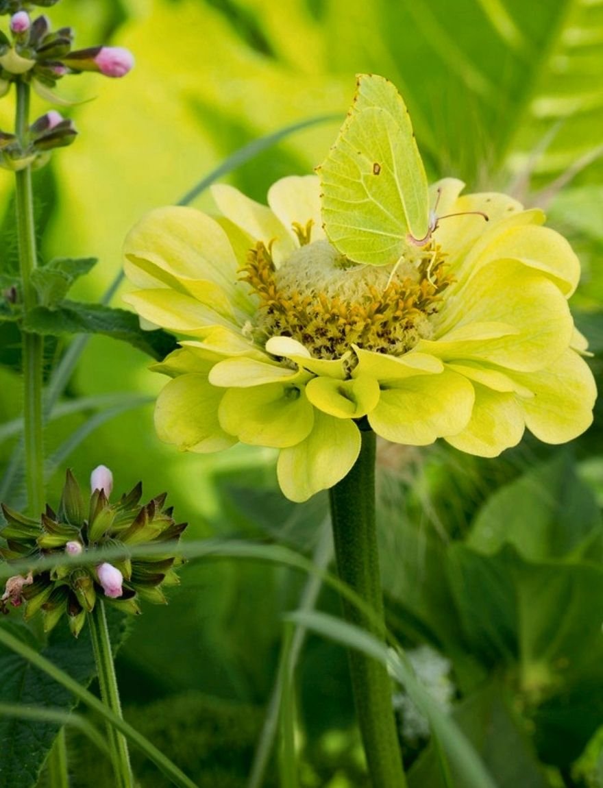Zinnia elegans 'Envy'