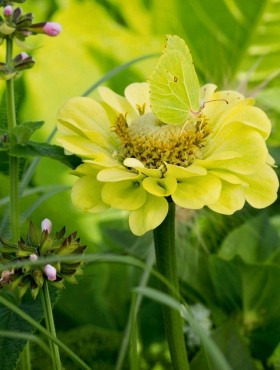 Zinnia elegans 'Envy'