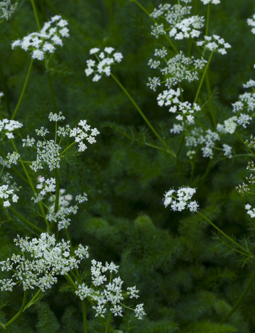 Seseli elatum subsp. osseum