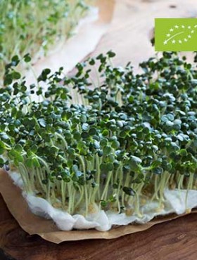 Yellow mustard sprouts on a wooden table, with garden cress sprouts in the background