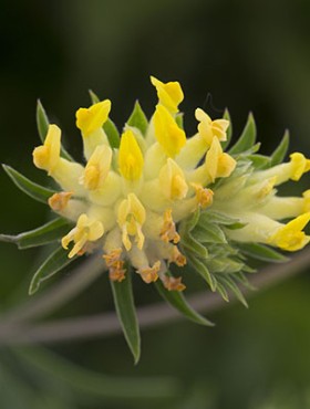 Anthyllis vulneraria
