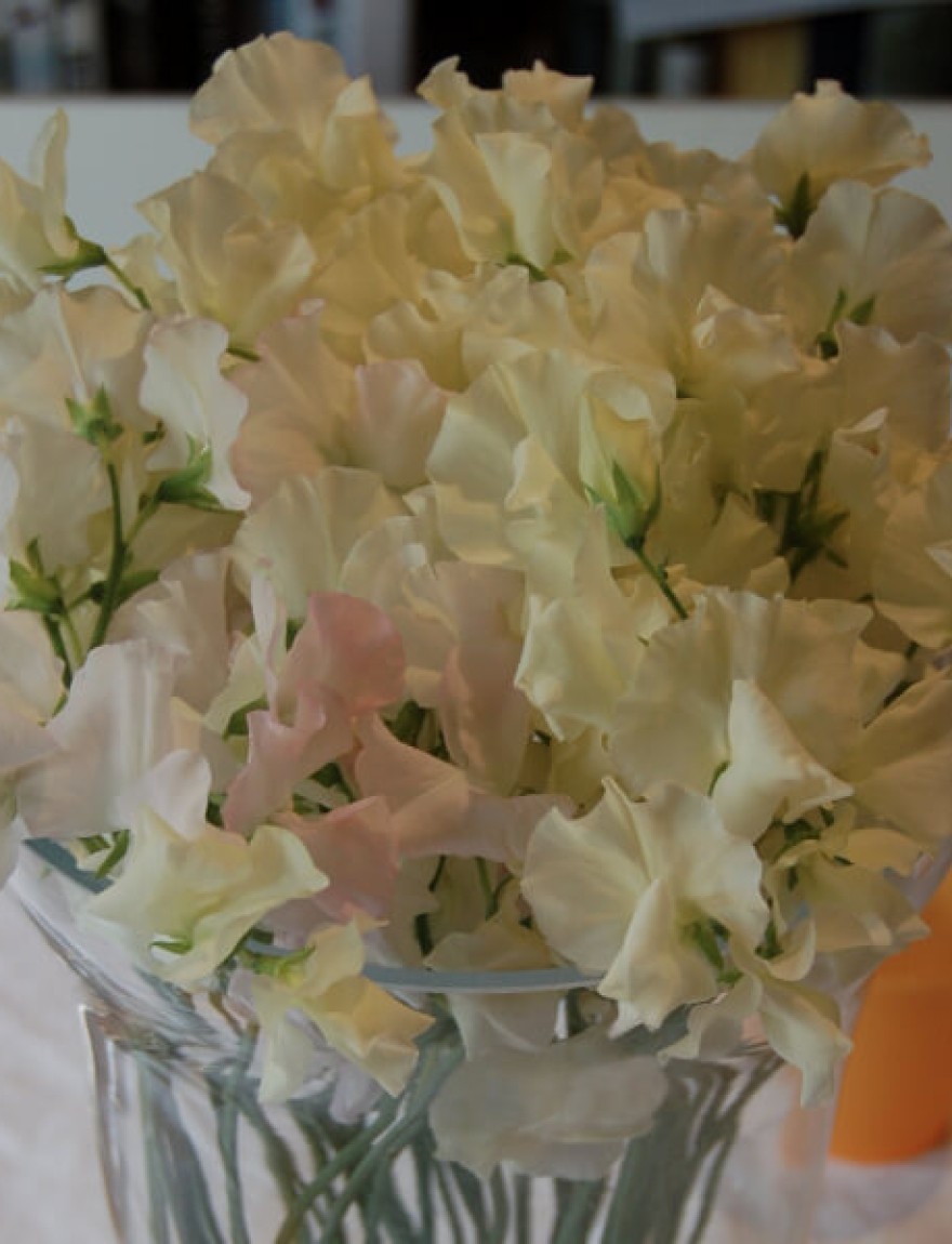 Lathyrus odoratus 'Ice Cream'