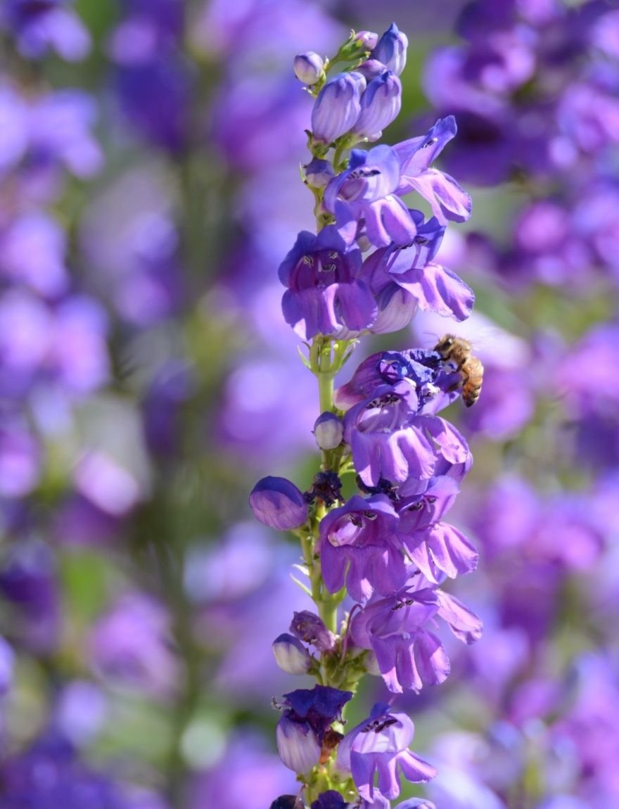 Penstemon strictus
