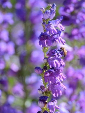 Penstemon strictus