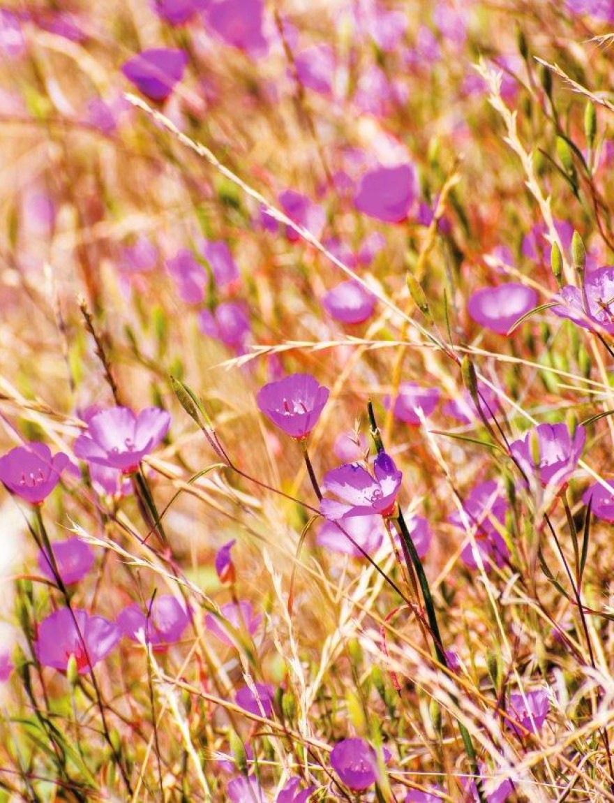 Clarkia rubicunda (Godetia)