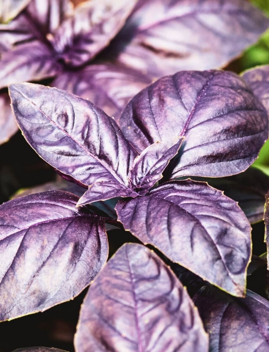 Ocimum basilicum 'Dark Opal'
