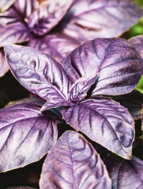 Ocimum basilicum 'Dark Opal'