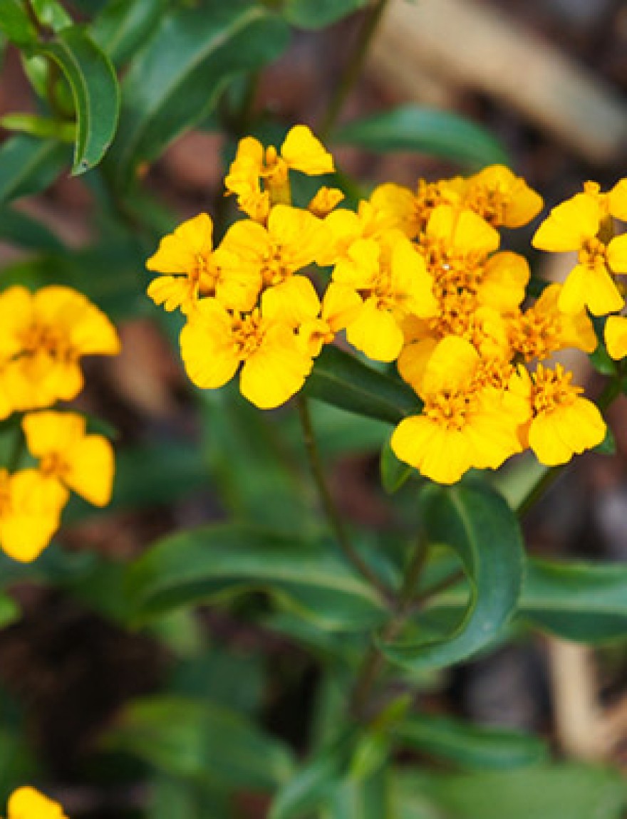 tagetes lucida mexican tarragon orange flowers