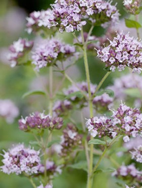A very variable, medium to tall, tufted, hairy perennial, aromatic; stems erect, often purplish. leaves oval, untoothed or slightly toothed, stalked, glandular. Flower purplish, red, pinkish or white, often darker in bud, 4-7mm, in broad, branched, flat-topped clusters; bracts dark purple usually, leaf like; calyx 2-lipped.