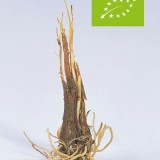 Tulbaghia violacea wortel