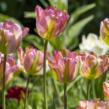 Biologische bollen Pakket Tussen vaste planten