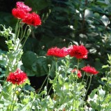 Papaver somniferum 'Scarlet Peony'