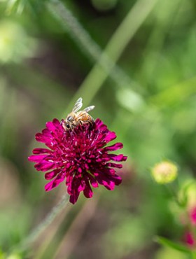 A European honeybee (Apis mellifera) on Macedonian Scabious (Knautia macedonica)