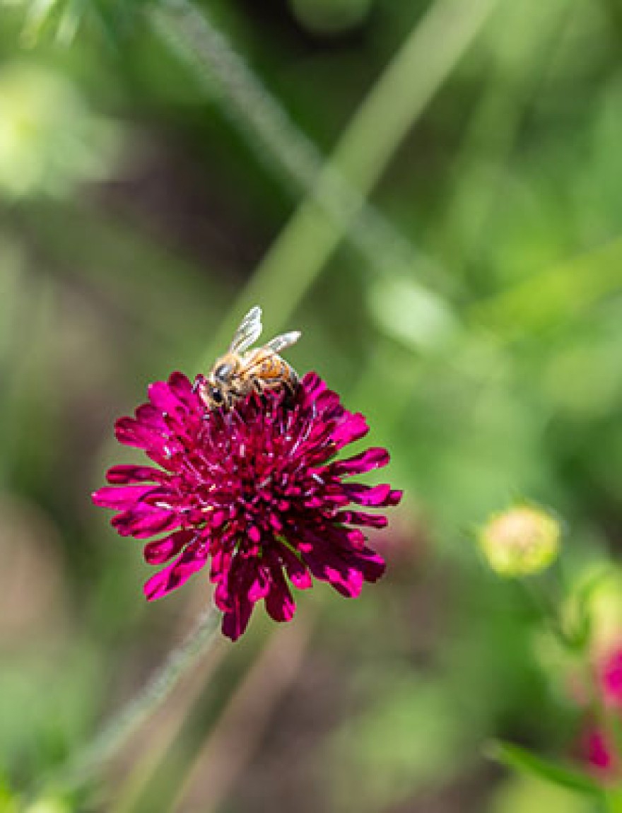 A European honeybee (Apis mellifera) on Macedonian Scabious (Knautia macedonica)