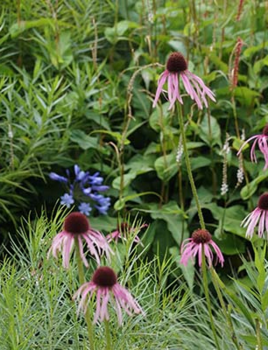 Echinacea pallida 'Hula Dancer'