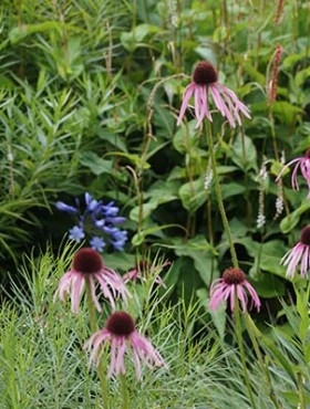 Echinacea pallida 'Hula Dancer'