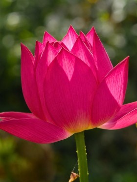 Nelumbo nucifera (rood)