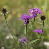 Centaurea jacea