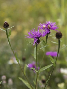 Centaurea jacea
