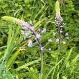 Scilla hyacinthoides / Wilde hyacint (boshyacint)
