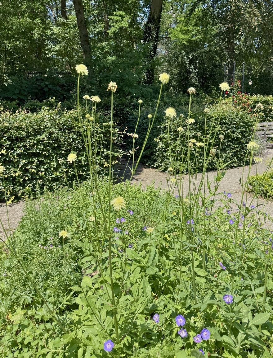 Cephalaria gigantea