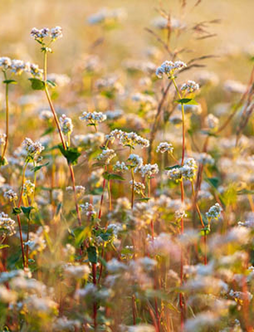 Buckwheat (Fagopyrum esculentum), or common buckwheat, is a flowering plant in the knotweed family Polygonaceae cultivated for its grain-like seeds and as a cover crop. The name "buckwheat" is used for several other species, such as Fagopyrum tataricum, a domesticated food plant raised in Asia.

Despite its name, buckwheat is not closely related to wheat. It is not a cereal, nor is it even a member of the grass family. Buckwheat is related to sorrel, knotweed, and rhubarb, and is known as a pseudocereal because its seeds' culinary use is the same as cereals, owing to their high starch content.