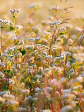 Buckwheat (Fagopyrum esculentum), or common buckwheat, is a flowering plant in the knotweed family Polygonaceae cultivated for its grain-like seeds and as a cover crop. The name "buckwheat" is used for several other species, such as Fagopyrum tataricum, a domesticated food plant raised in Asia.

Despite its name, buckwheat is not closely related to wheat. It is not a cereal, nor is it even a member of the grass family. Buckwheat is related to sorrel, knotweed, and rhubarb, and is known as a pseudocereal because its seeds' culinary use is the same as cereals, owing to their high starch content.