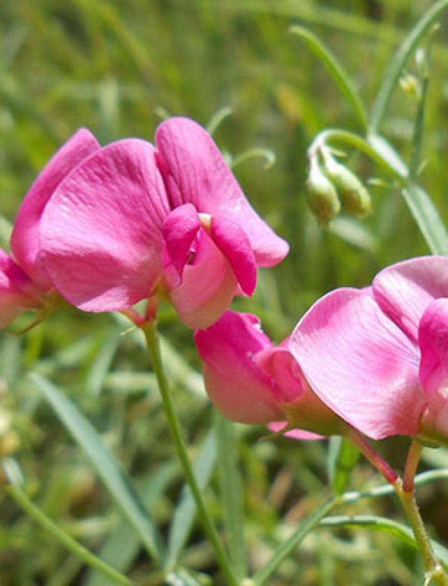 Lathyrus sylvestris in Pyrenees