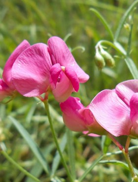 Lathyrus sylvestris in Pyrenees