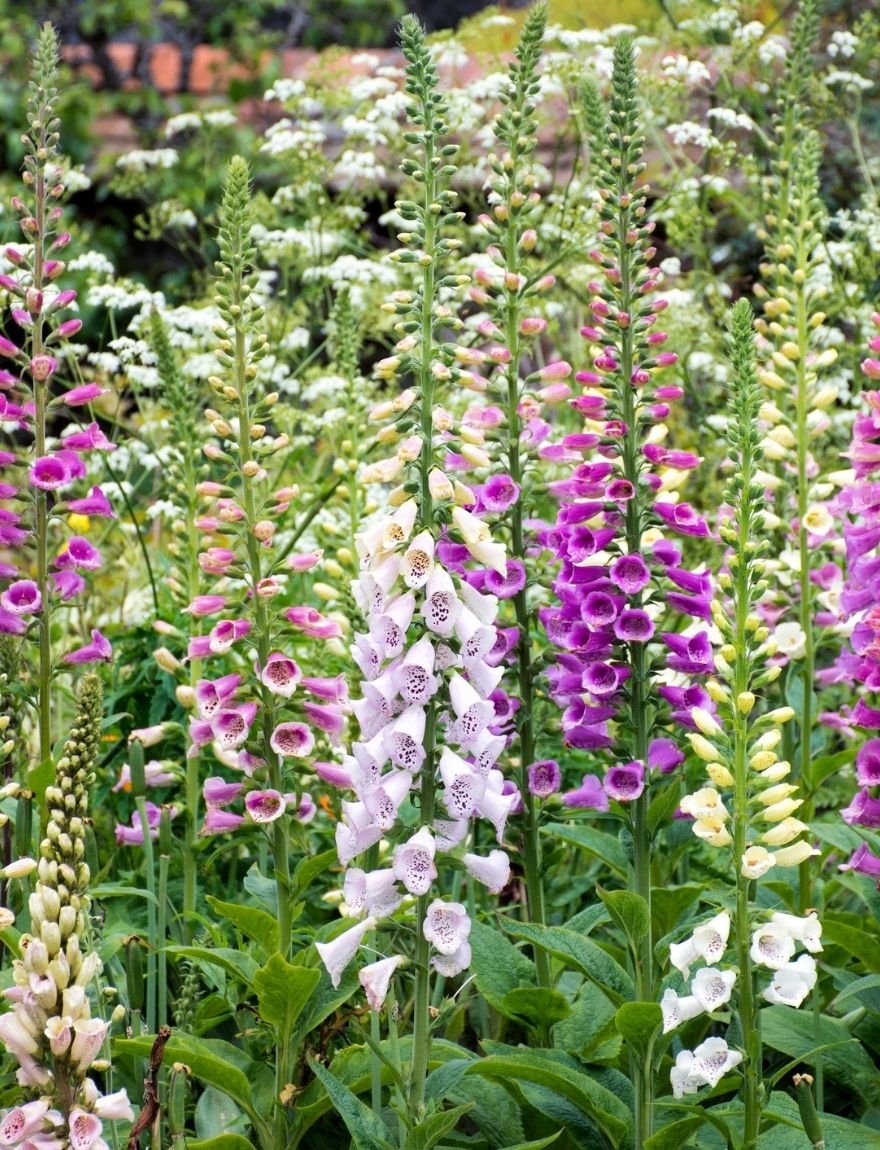 digitalis purpurea mengsel