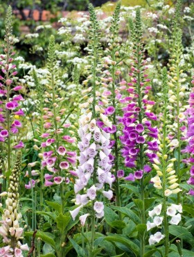 digitalis purpurea mengsel