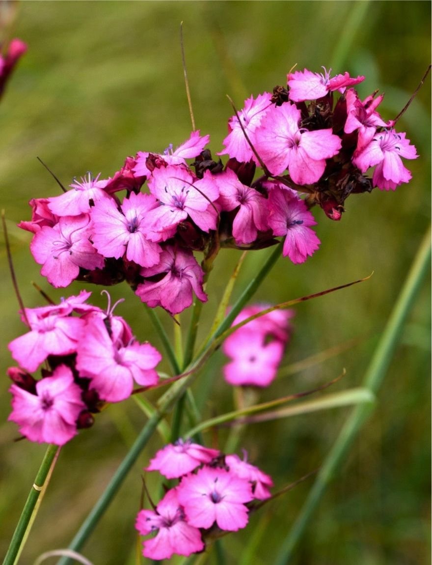 Dianthus carthusianorum