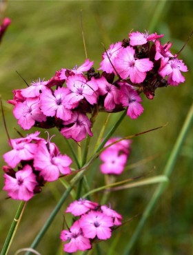 Dianthus carthusianorum