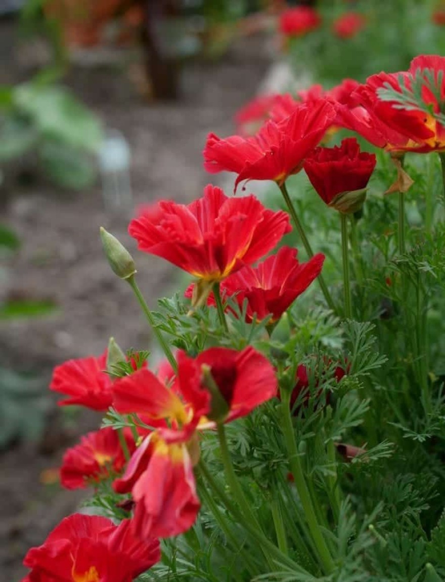 Eschscholzia 'Bush Fire' ('Cherry Swirls')